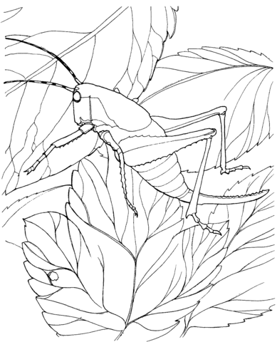 Grasshopper On Tree Coloring Page